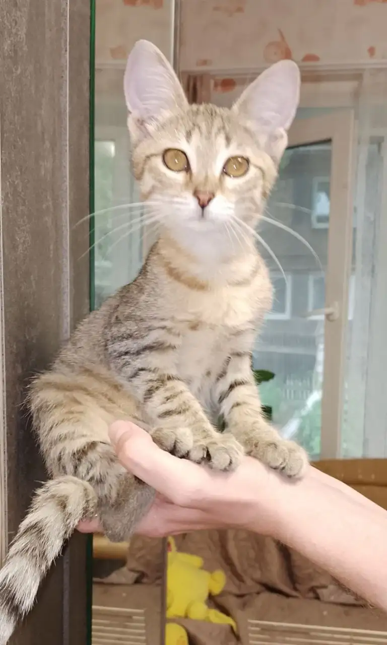 Котенок в добрые руки - Кошки (Животные) в Энгельс