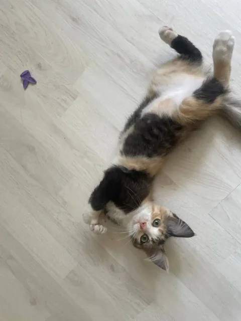 Котёнок в добрые руки - Кошки в Саратов