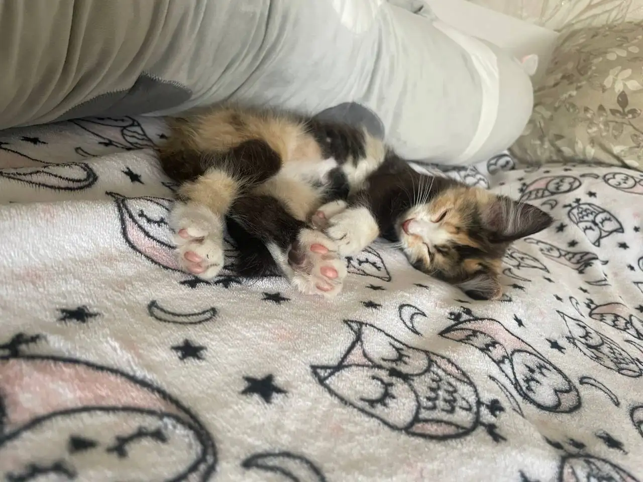 Котёнок в добрые руки - Кошки (Животные) в Саратов