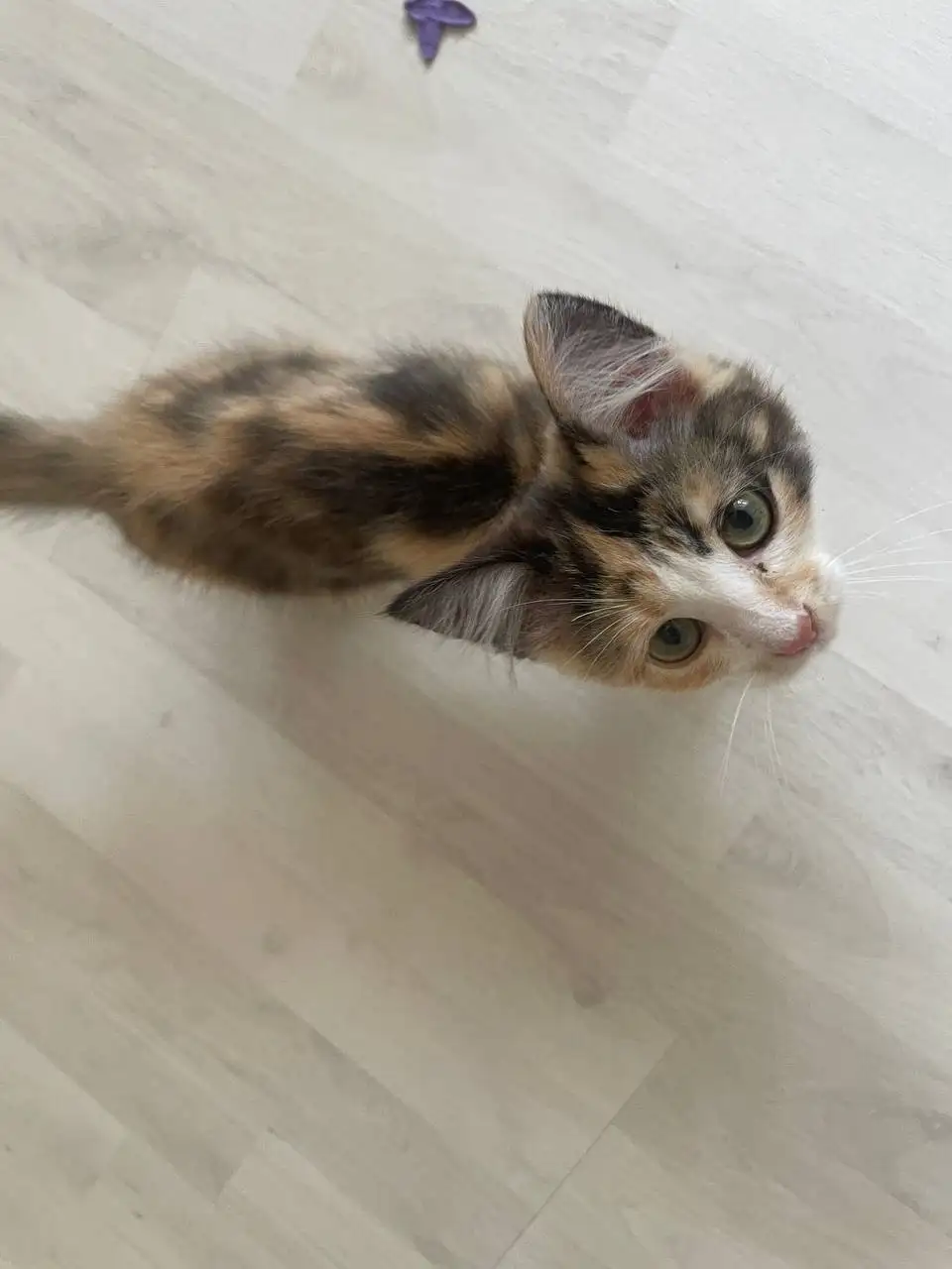 Котёнок в добрые руки - Кошки (Животные) в Саратов