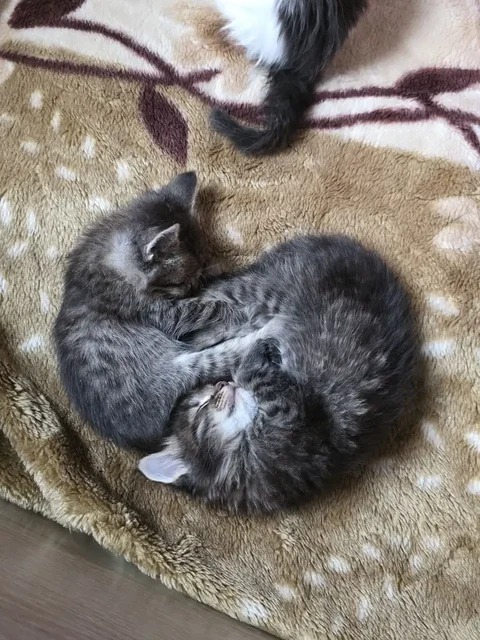Отдам котят в добрые руки - Животные в Ртищево