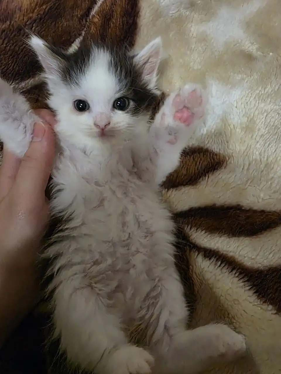 Отдам котят в добрые руки - Кошки (Животные) в Ртищево