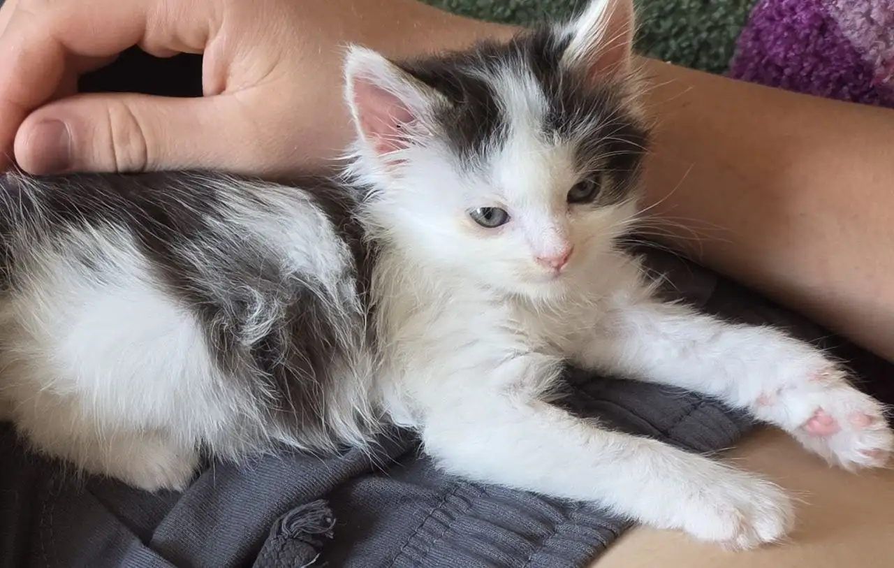 Отдам котят в добрые руки - Кошки (Животные) в Ртищево