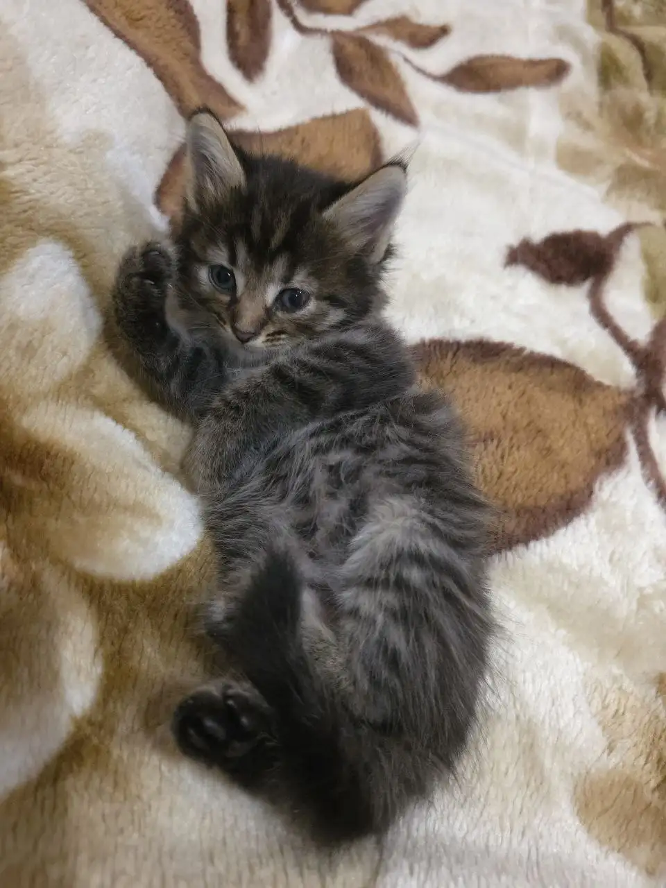 Отдам котят в добрые руки - Кошки (Животные) в Ртищево