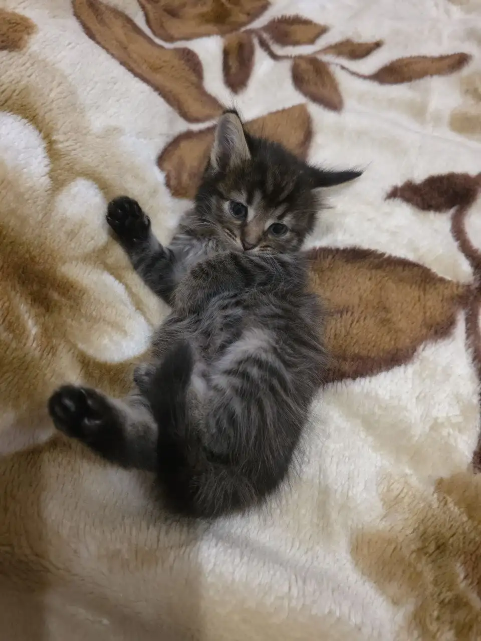 Отдам котят в добрые руки - Кошки (Животные) в Ртищево