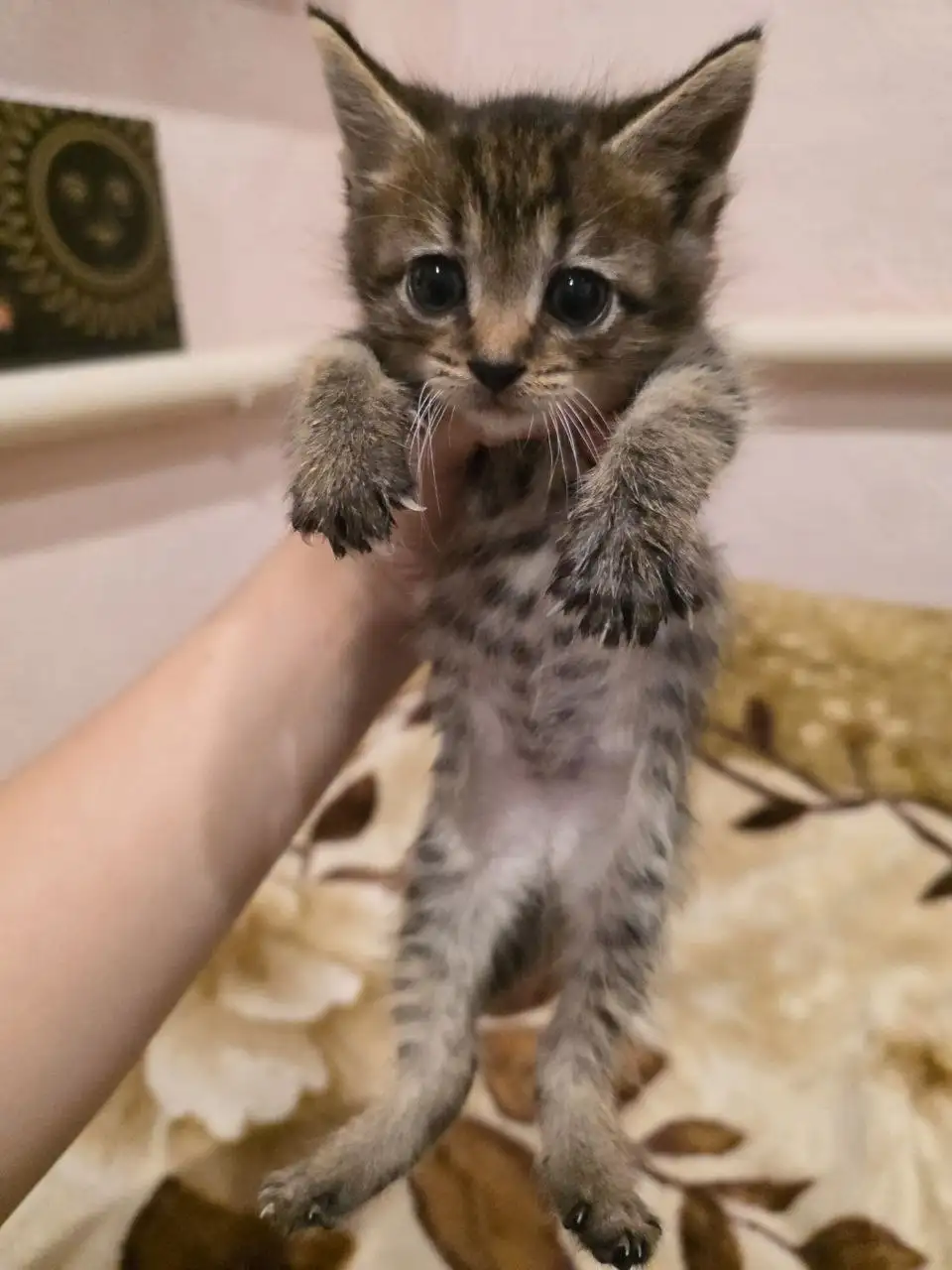 Отдам котят в добрые руки - Кошки (Животные) в Ртищево