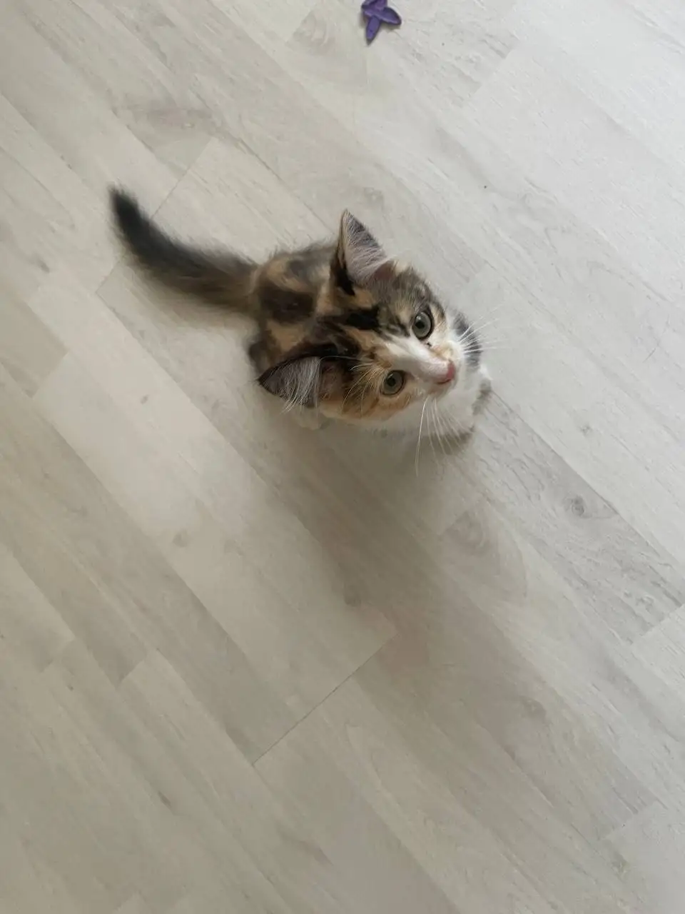 Котёнок в добрые руки - Кошки (Животные) в Саратов