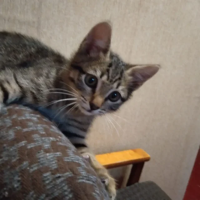 Ищет дом котенок, 3 месяца - Кошки в Саратов