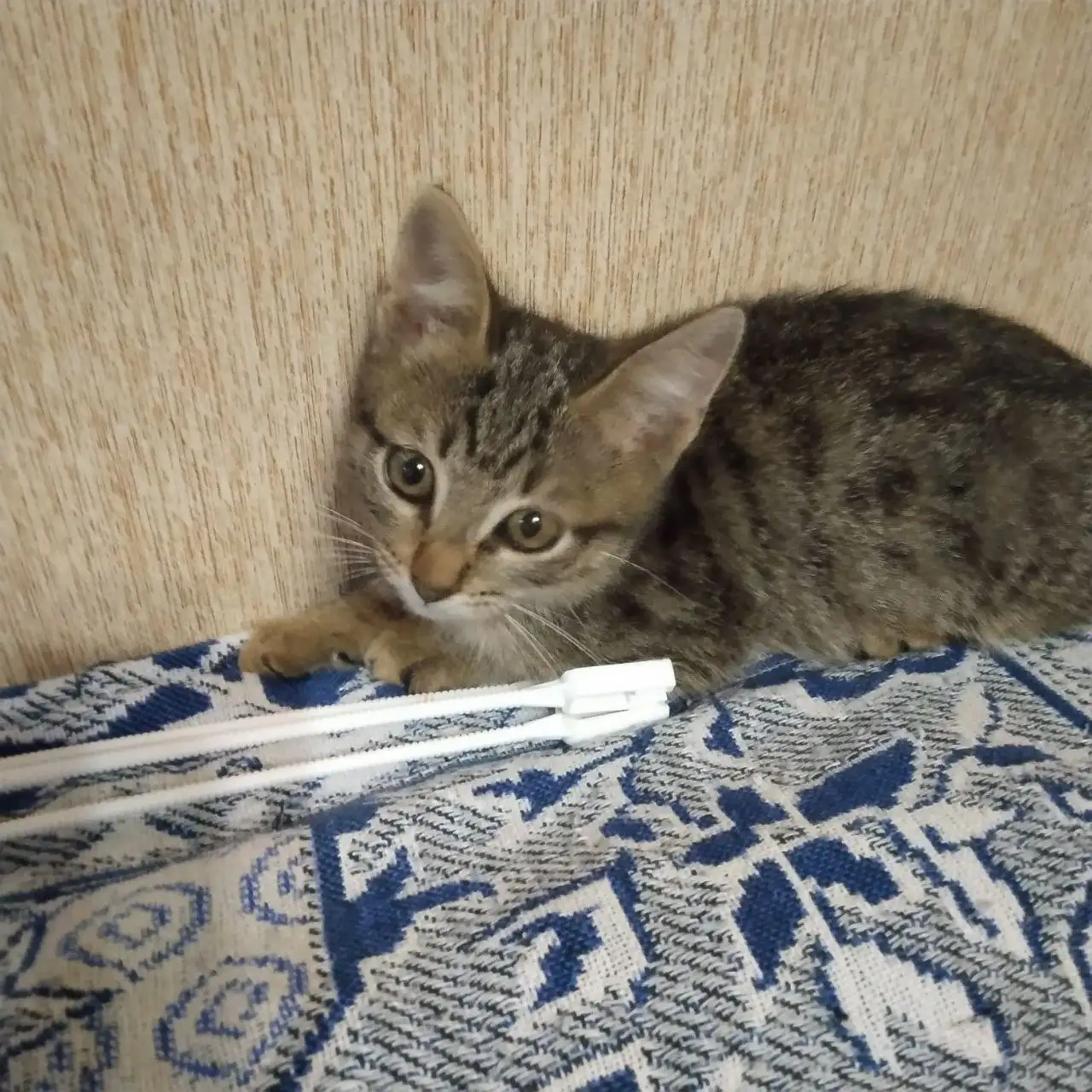 Ищет дом котенок, 3 месяца - Кошки (Животные) в Саратов
