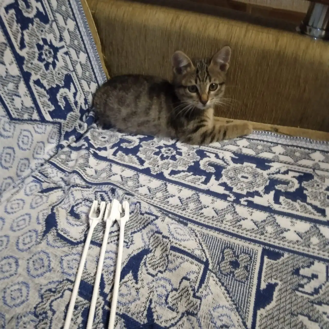 Ищет дом котенок, 3 месяца - Кошки (Животные) в Саратов