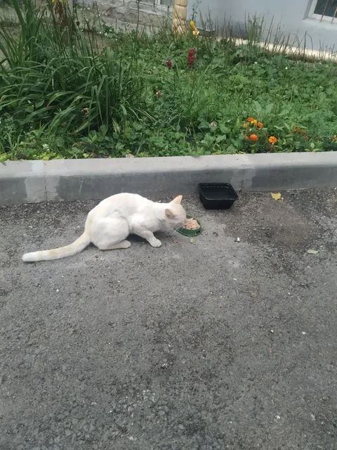 Потерялся котик, нужна передержка или дом - Кошки в Саратов