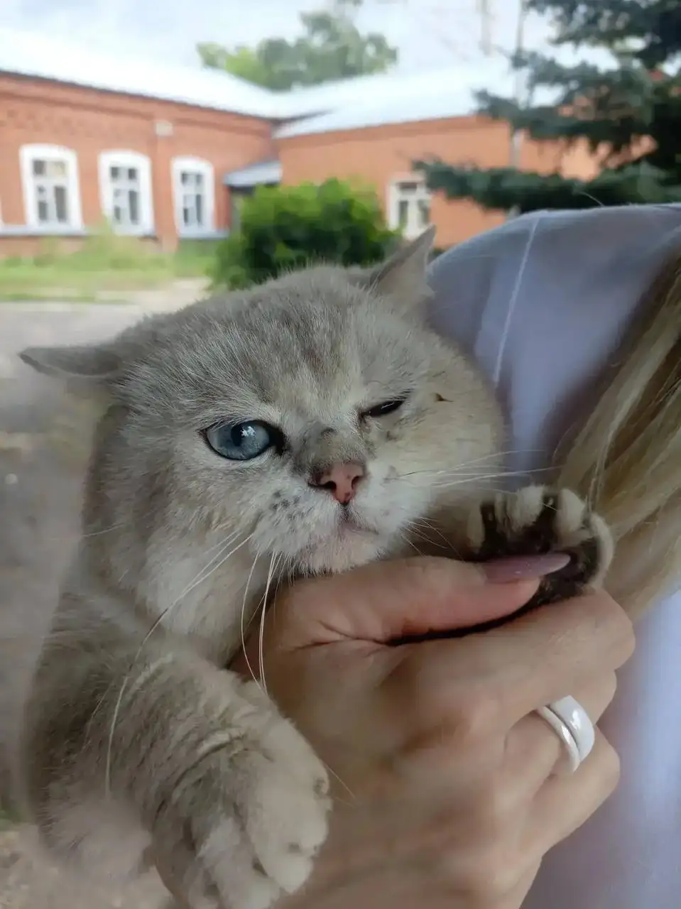 Потеряшка котик ищет дом - Корма для животных в Саратов