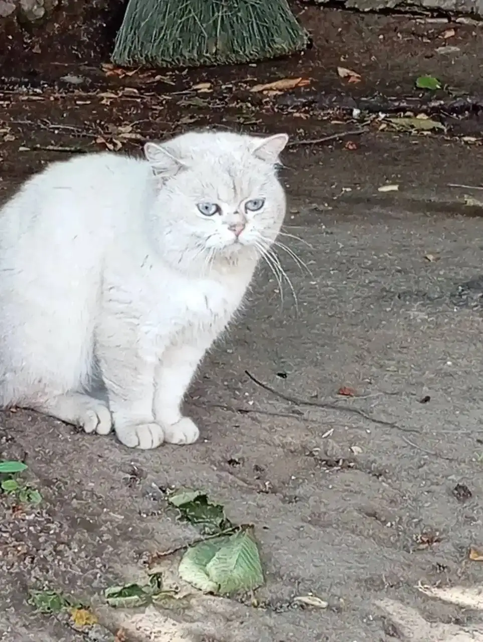 Потеряшка котик ищет дом - Животные в Саратов