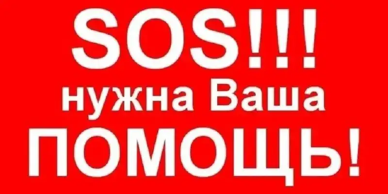 Срочно! Нужна мама для новорожденных котят в Саратове - Кошки (Животные) в Саратов