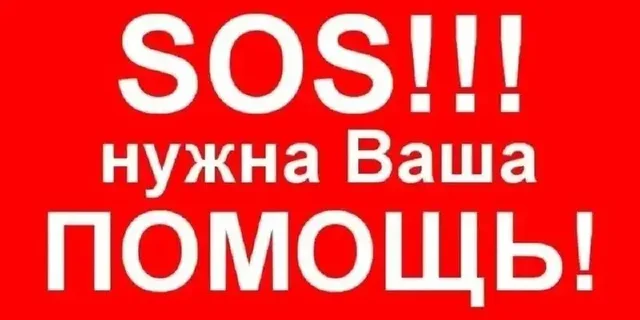 Срочно! Нужна мама для новорожденных котят в Саратове - Кошки в Саратов