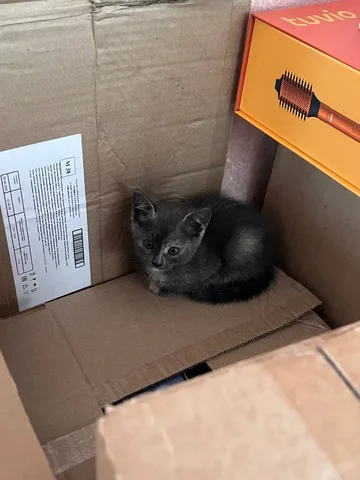 Ищем дом котёнку - Кошки в Саратов