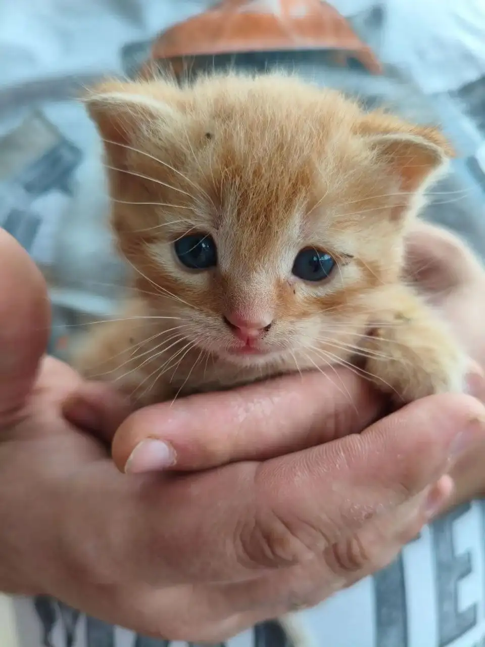 Ищут передержку для котенка - Кошки (Животные) в Саратов