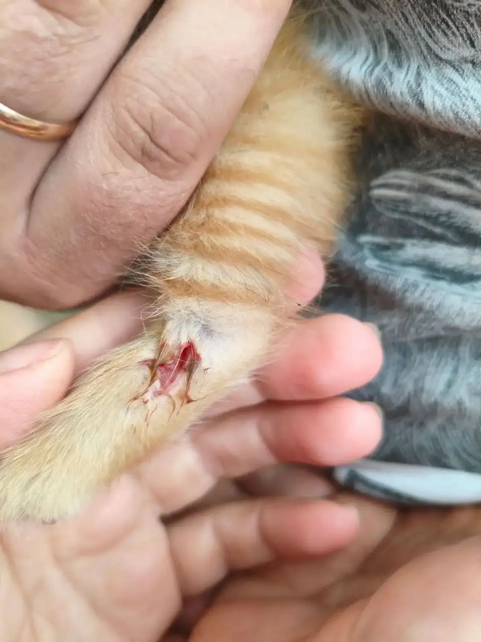 Ищут передержку для котенка - Кошки (Животные) в Саратов