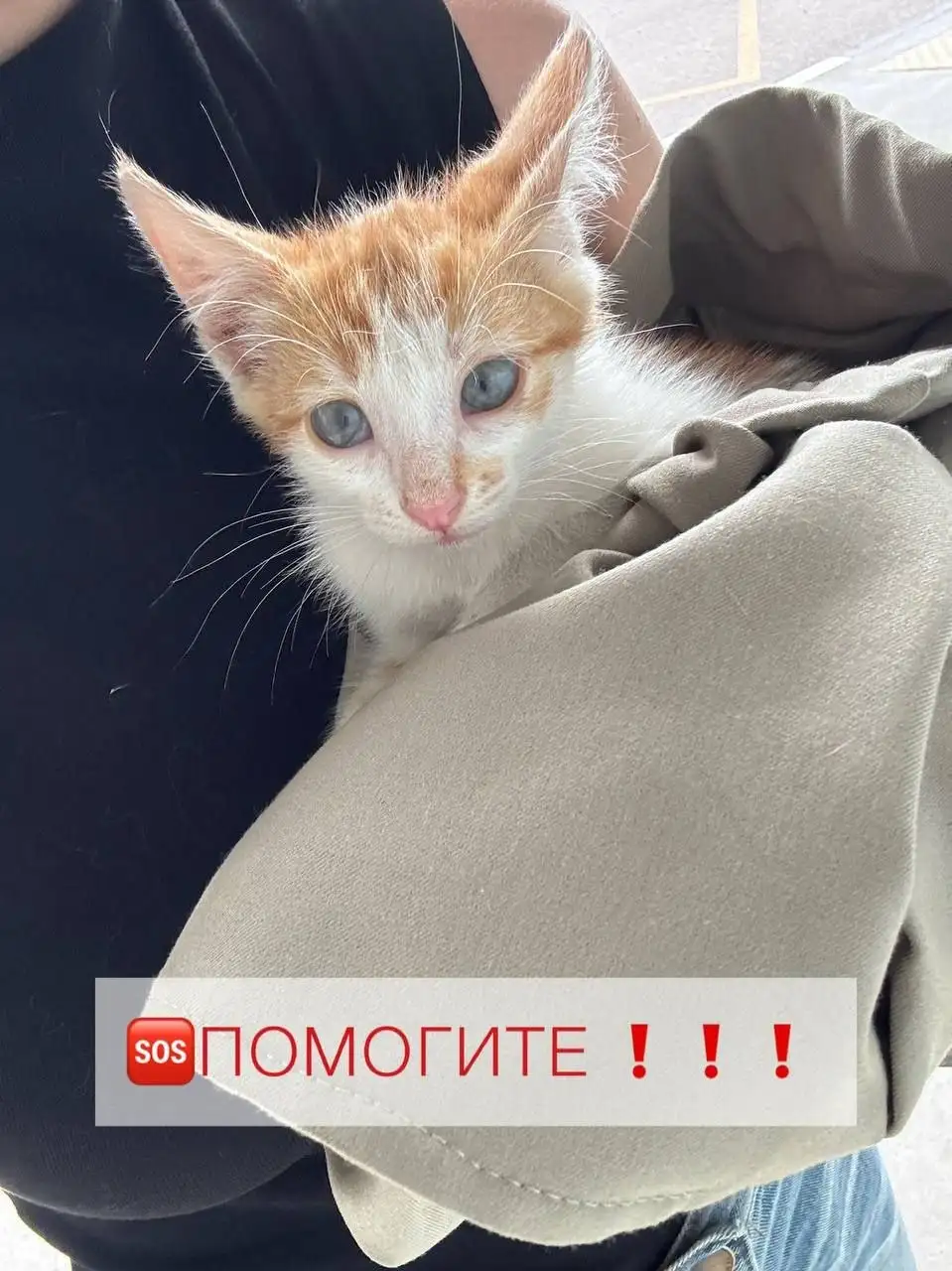 Срочно ищу дом котенку - Кошки (Животные) в Энгельс