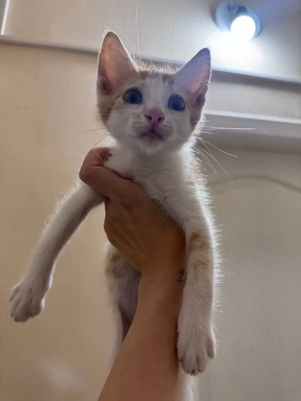 Срочно ищу дом котенку - Кошки (Животные) в Энгельс