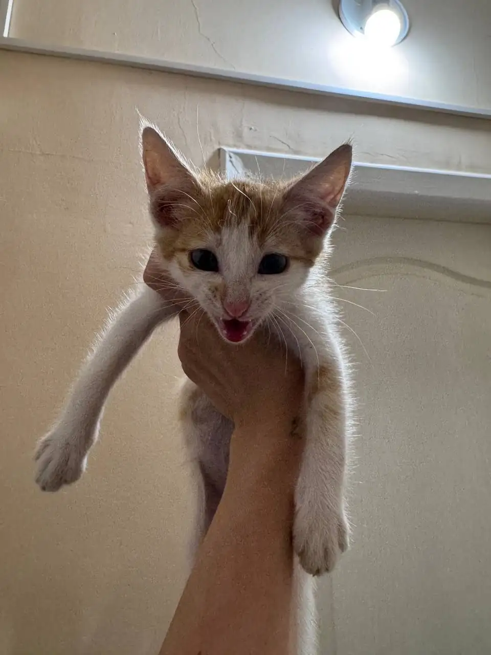 Срочно ищу дом котенку - Кошки (Животные) в Энгельс