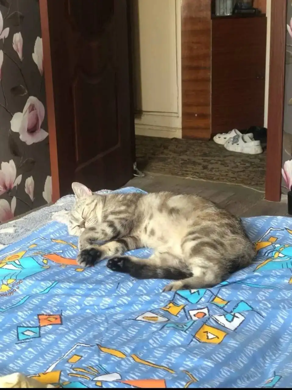 Отдам кошечку в добрые руки - Кошки (Животные) в Саратов