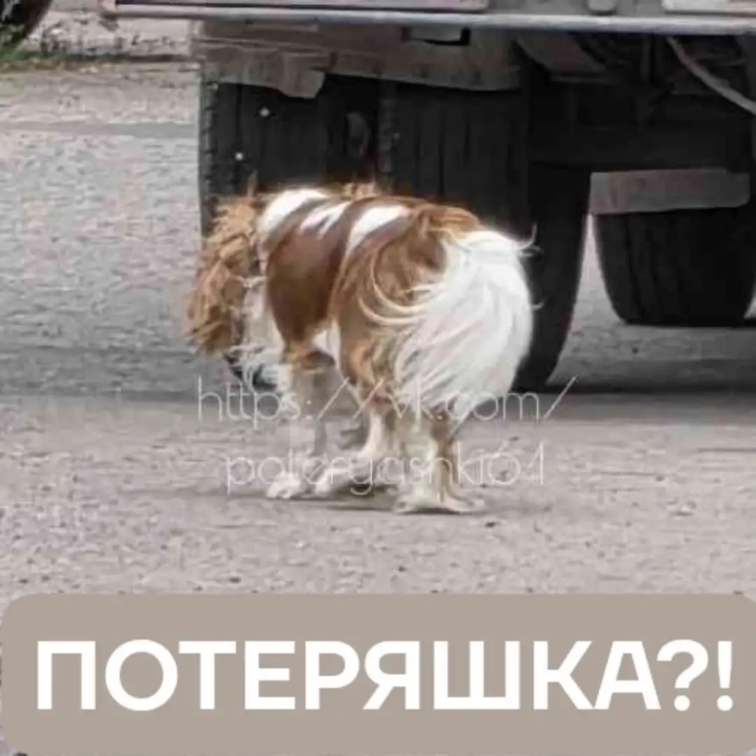 Потерянная собака в Энгельсе - Потеряшки (Животные) в Энгельс