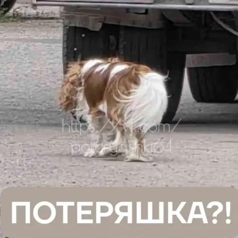 Потерянная собака в Энгельсе - Корма для животных в Энгельс
