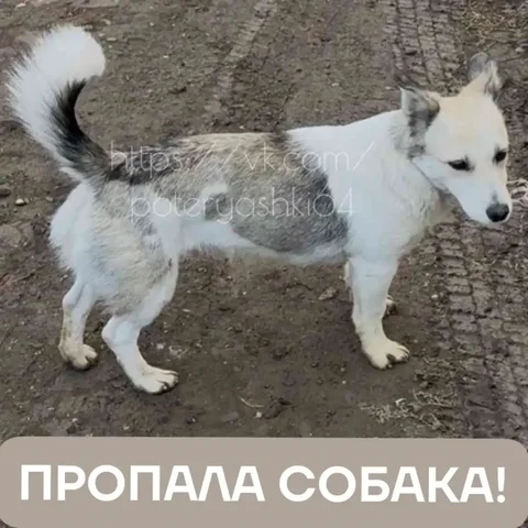Пропала собака в Солнечном, Саратов - Корма для животных в Саратов
