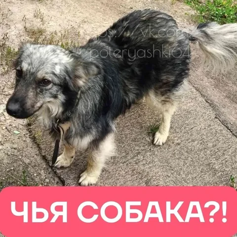 Потерялась собака в брезентовом ошейнике - Корма для животных в Энгельс