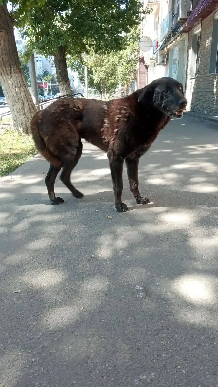 Потерялся пёс на углу Чернышевской и Второй Садовой - Потеряшки (Животные) в Саратов
