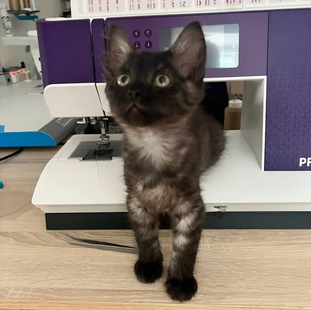 Котенок в добрые руки - Кошки в Саратов