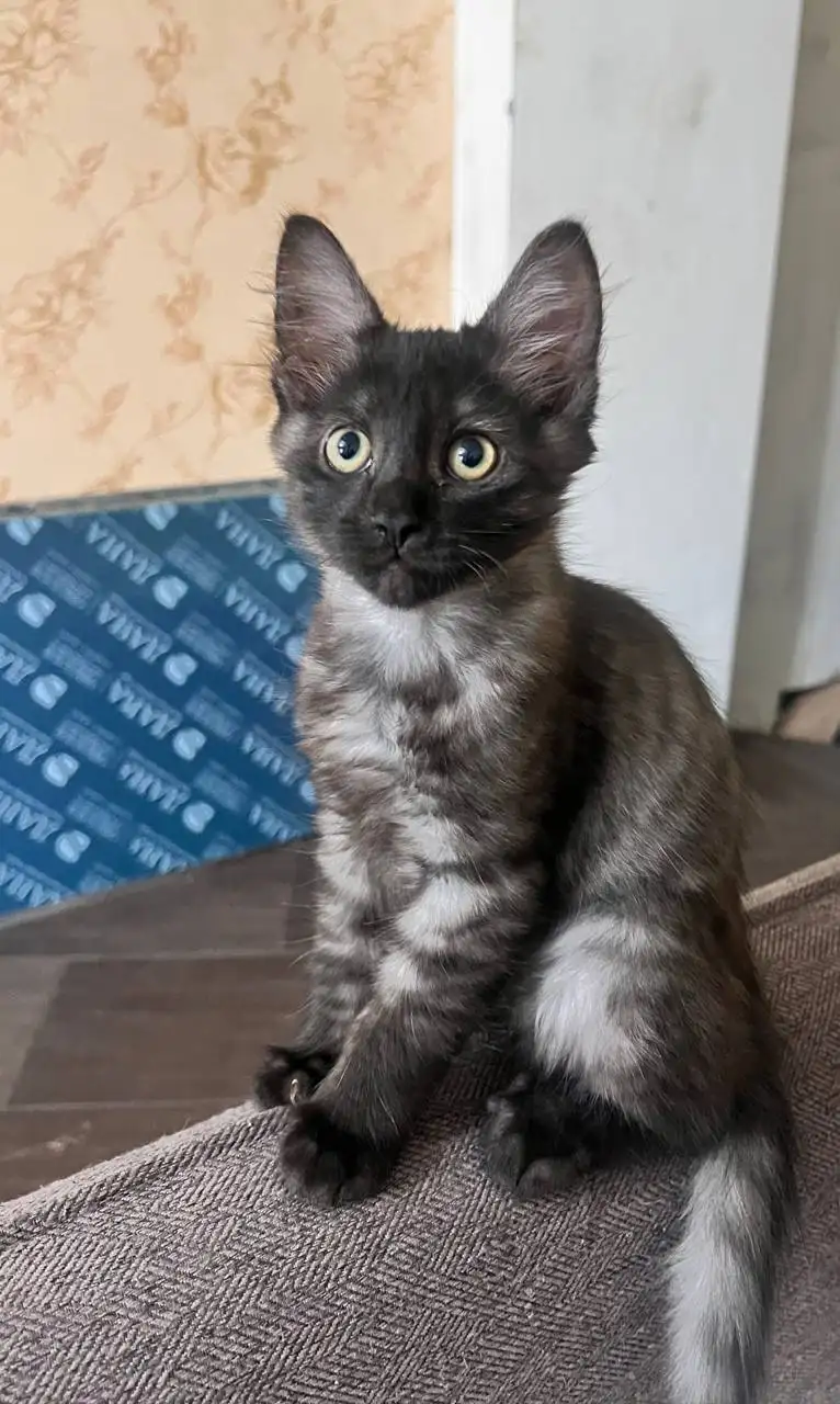 Котенок в добрые руки - Кошки (Животные) в Саратов