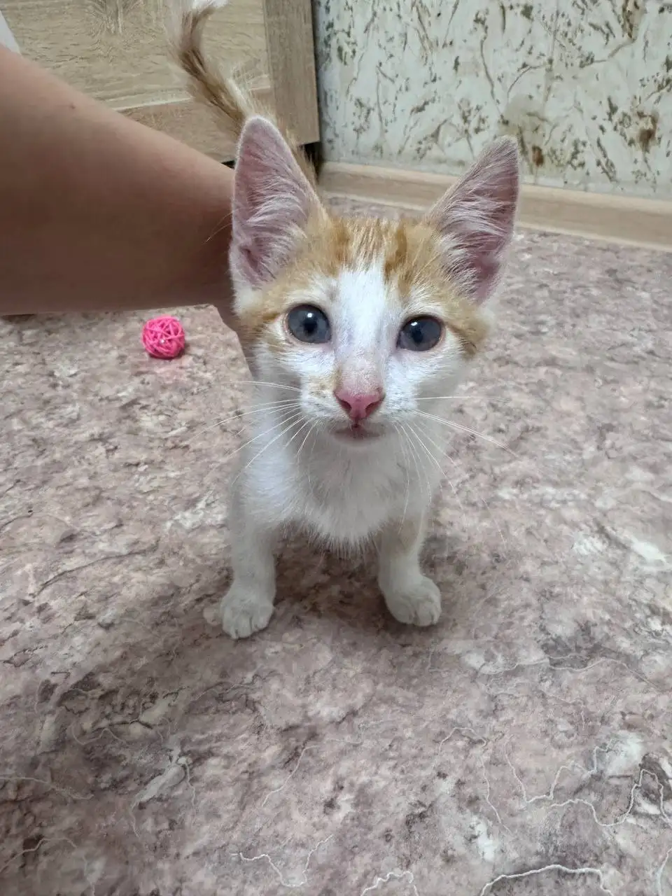 Отдам в добрые руки кота, нуждается в лечении глаз - Кошки (Животные) в Саратов