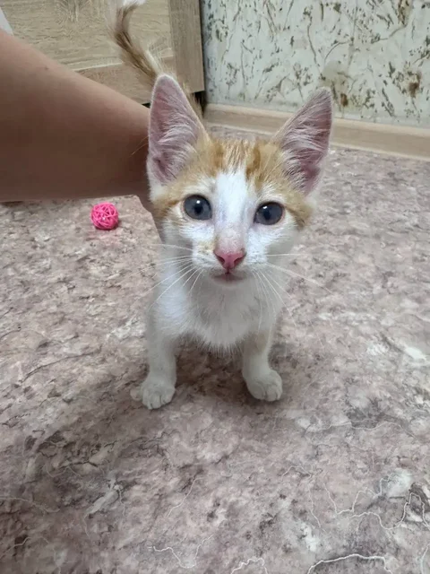 Отдам в добрые руки кота, нуждается в лечении глаз - Кошки в Саратов