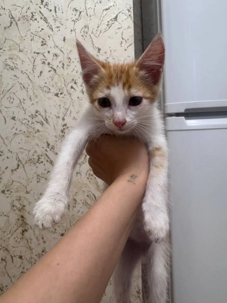 Отдам в добрые руки кота, нуждается в лечении глаз - Кошки (Животные) в Саратов
