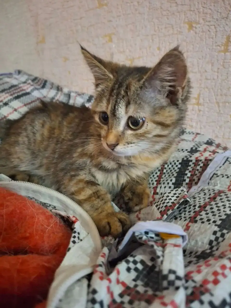 Ищем семью для малышки кошки - Кошки (Животные) в Саратов