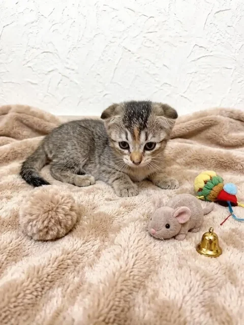 Ищем семью для котят - Кошки в Саратов