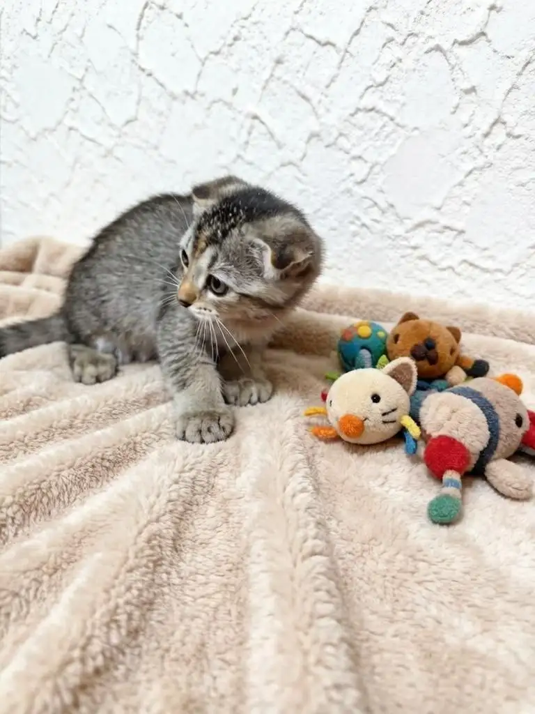 Ищем семью для котят - Кошки (Животные) в Саратов