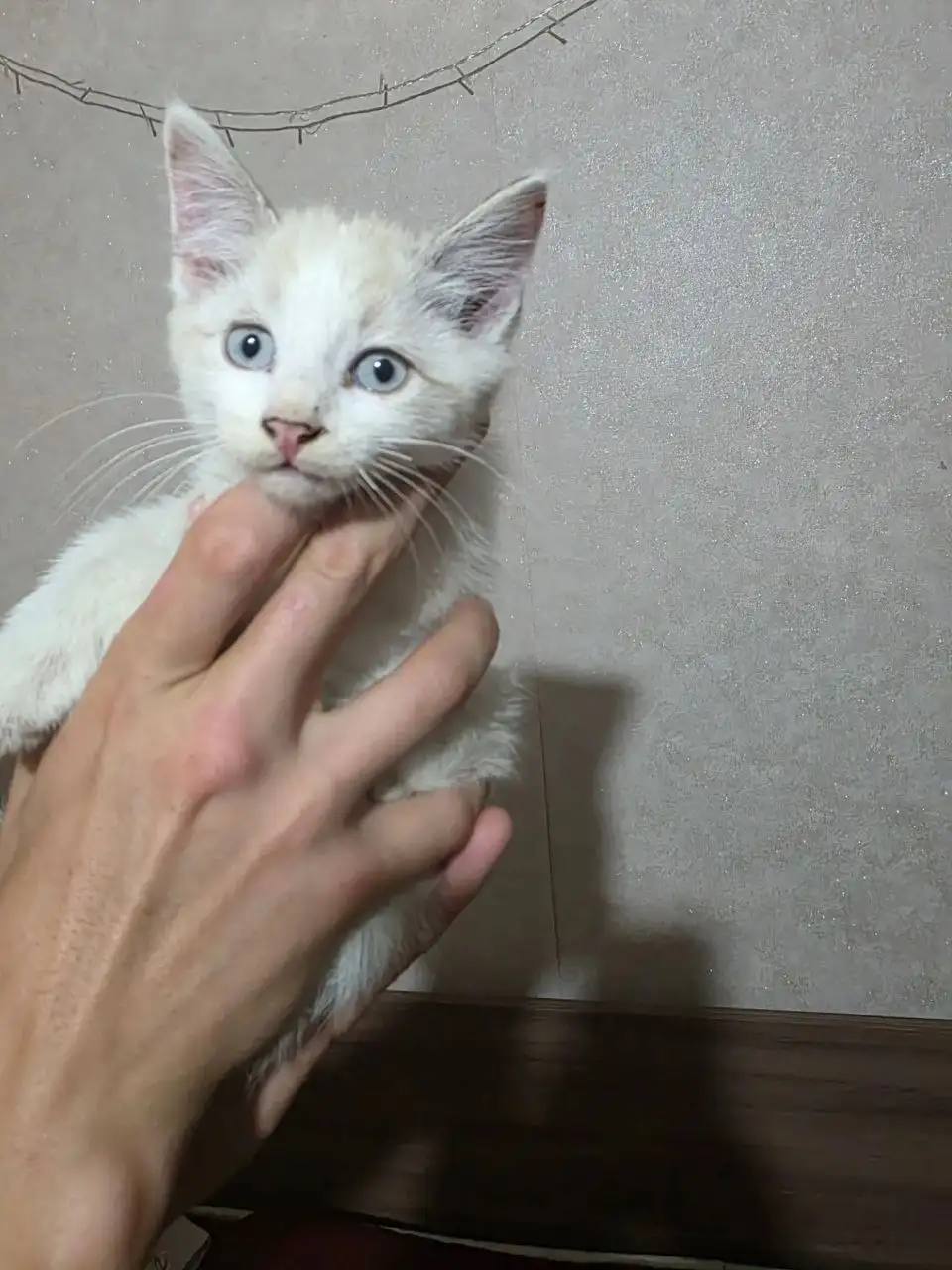 Ищем дом для котёнка 2 месяца - Кошки (Животные) в Саратов