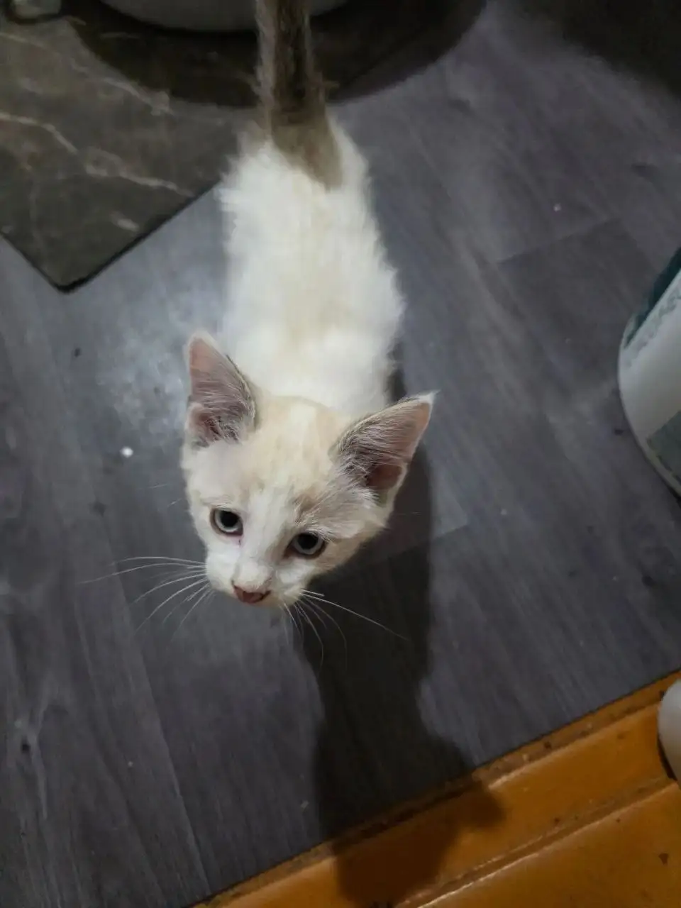 Ищем дом для котёнка 2 месяца - Кошки (Животные) в Саратов