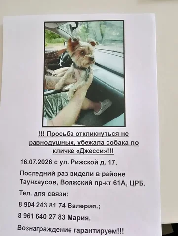 Потеряшка в Энгельсе - Корма для животных в Энгельс
