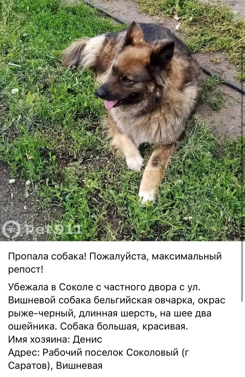 Потеряшки: помощь в поиске животных - Животные в Саратов