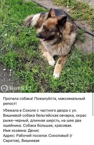 Потеряшки: помощь в поиске животных - Щенки в Саратов