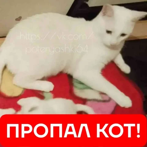 Пропал кот в Саратове - Щенки в Саратов