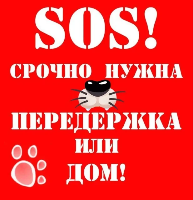 Нужна помощь котятам - Корма для животных в Энгельс