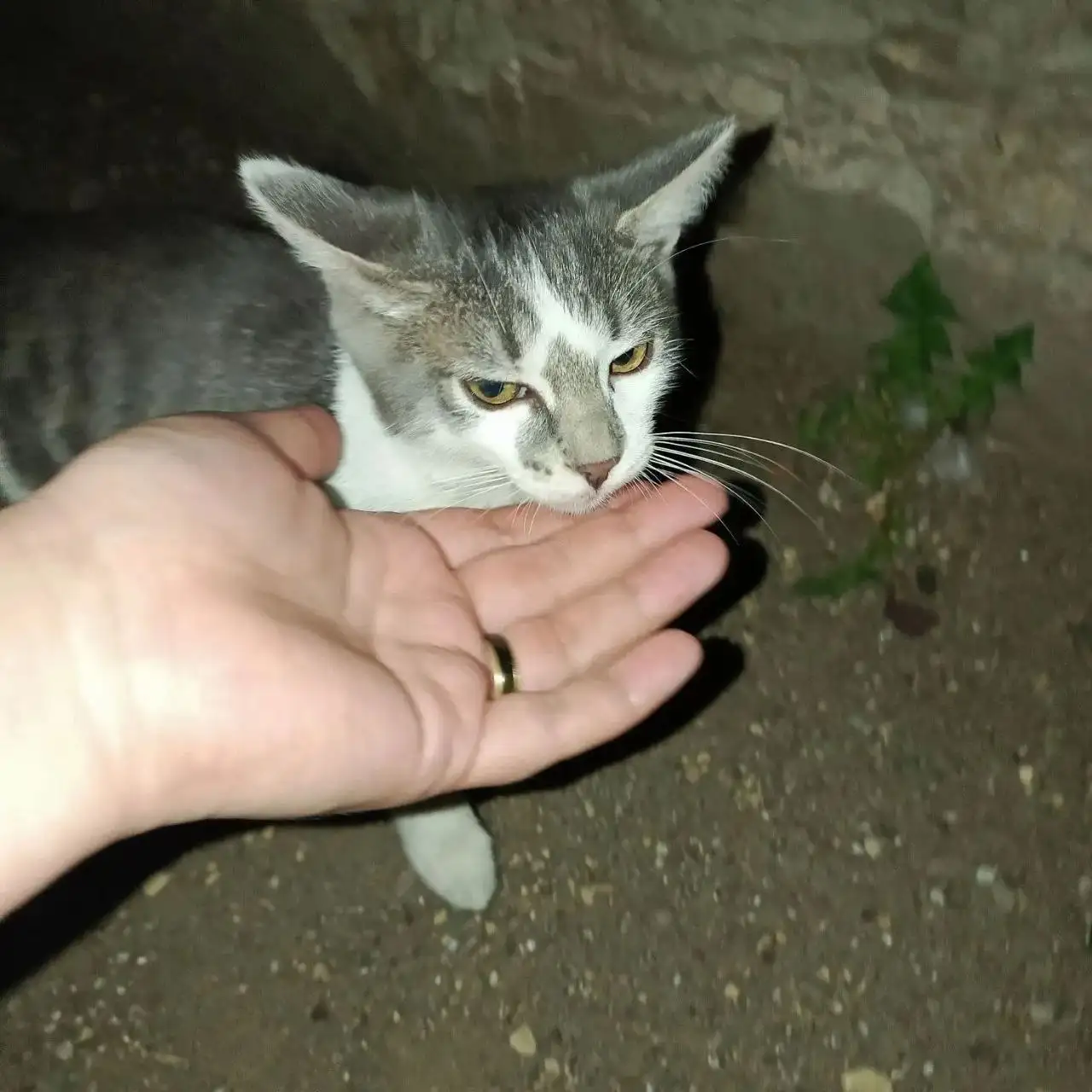 Срочно! Помощь котенку после падения со второго этажа - Животные в Саратов