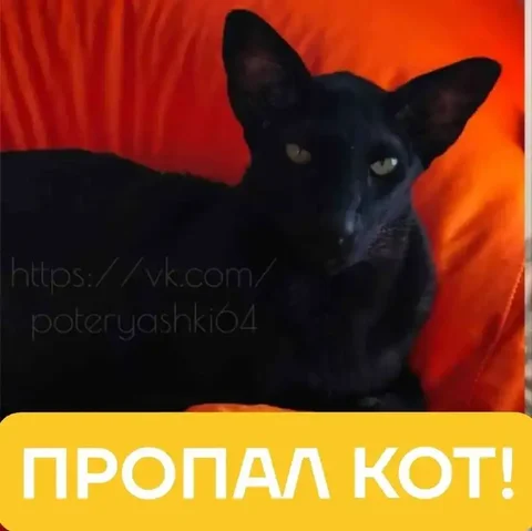 Потерялся кот Феликс - Птица в Саратов