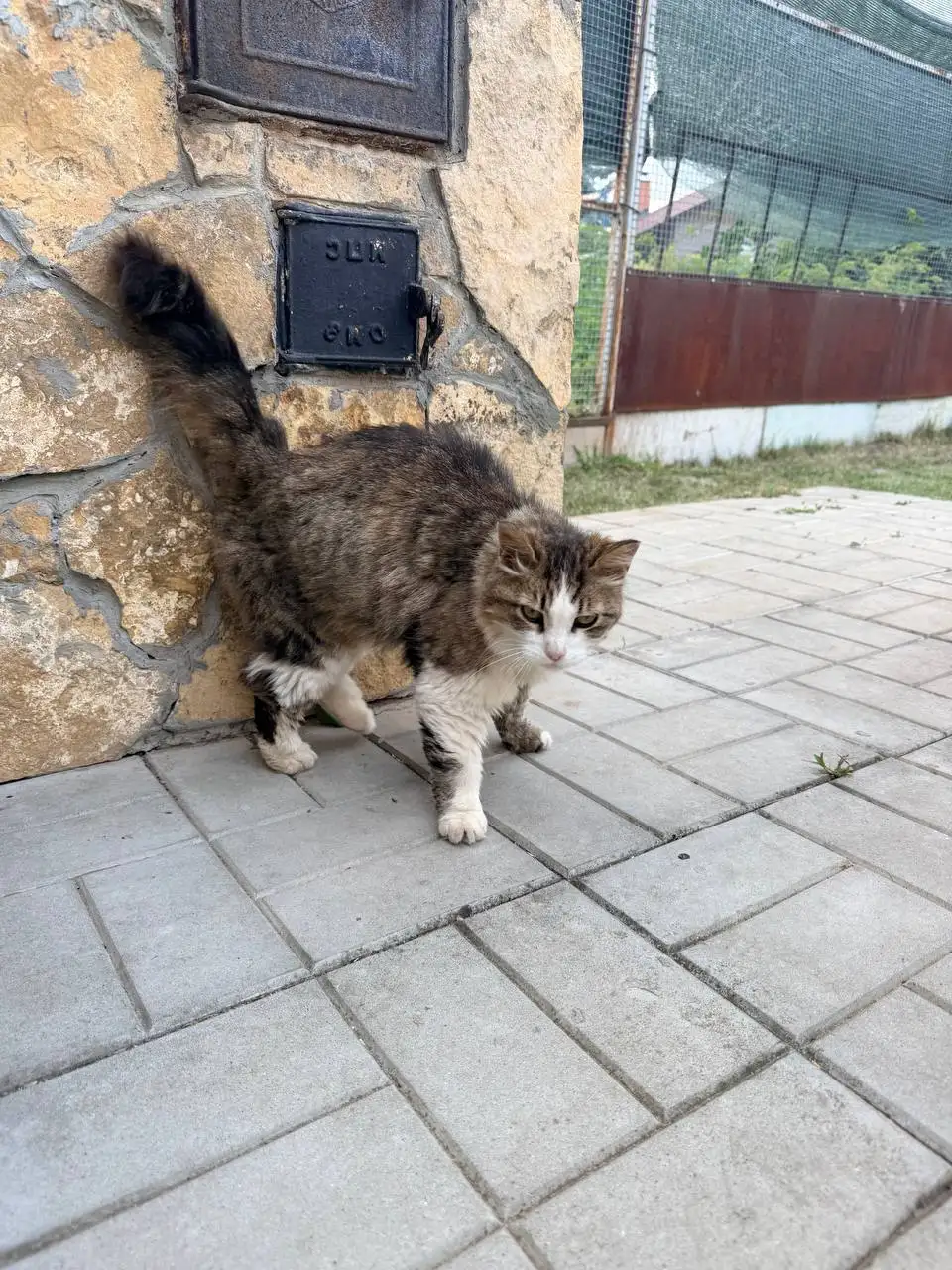 Потерялся кот или кошка в Энгельсе - Потеряшки (Животные) в Энгельс