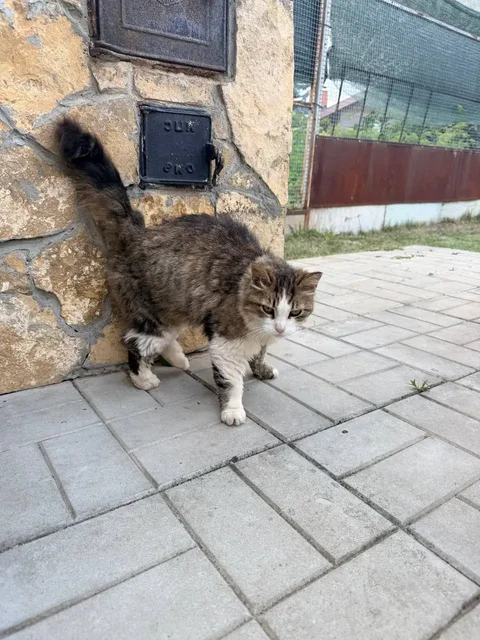 Потерялся кот или кошка в Энгельсе - Корма для животных в Энгельс